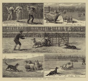 Provas de cão-pastor no Alexandra Palace